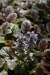 Purple Brocade Bugleweed (Ajuga reptans 'Purple Brocade') at Lurvey Garden Center