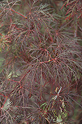 Red Feathers Japanese Maple (Acer palmatum 'Red Feathers') at Lurvey Garden Center