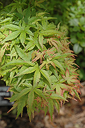 Sharp's Pygmy Japanese Maple (Acer palmatum 'Sharp's Pygmy') at Lurvey Garden Center