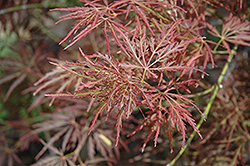Mioun Japanese Maple (Acer palmatum 'Mioun') at Lurvey Garden Center