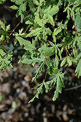 Wabito Japanese Maple (Acer palmatum 'Wabito') at Lurvey Garden Center