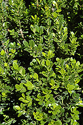 Baby Gem Boxwood (Buxus microphylla 'Gregem') at Lurvey Garden Center