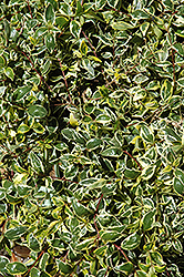 Garden Star Abelia (Abelia x grandiflora 'Garden Star') at Lurvey Garden Center