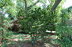 Ojishi Japanese Maple (Acer palmatum 'Ojishi') at Lurvey Garden Center