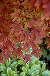 Adrians Compact Japanese Maple (Acer palmatum 'Adrian's Compact') at Lurvey Garden Center