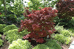 Adrians Compact Japanese Maple (Acer palmatum 'Adrian's Compact') at Lurvey Garden Center