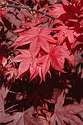 Okagami Japanese Maple (Acer palmatum 'Okagami') at Lurvey Garden Center