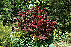 Okagami Japanese Maple (Acer palmatum 'Okagami') at Lurvey Garden Center