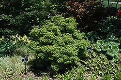 Sharp's Pygmy Japanese Maple (Acer palmatum 'Sharp's Pygmy') at Lurvey Garden Center