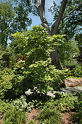 Rising Sun Fullmoon Maple (Acer japonicum 'Rising Sun') at Lurvey Garden Center