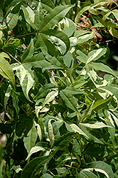 Akikaze Nishiki Purpleblow Maple (Acer truncatum 'Akikaze Nishiki') at Lurvey Garden Center