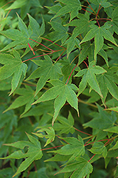 Yuri Hime Japanese Maple (Acer palmatum 'Yuri Hime') at Lurvey Garden Center