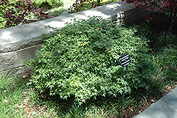 Murasaki Kiyohime Japanese Maple (Acer palmatum 'Murasaki Kiyohime') at Lurvey Garden Center