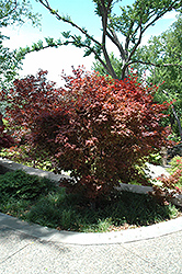 Ruslyn In The Pink Japanese Maple (Acer palmatum 'Ruslyn In The Pink') at Lurvey Garden Center