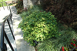 W.B. Hoyt Vine Maple (Acer circinatum 'W.B. Hoyt') at Lurvey Garden Center
