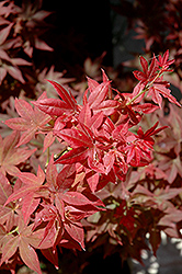 Ruby Stars Japanese Maple (Acer palmatum 'Ruby Stars') at Lurvey Garden Center