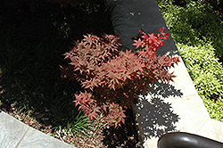 Ruby Stars Japanese Maple (Acer palmatum 'Ruby Stars') at Lurvey Garden Center