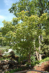 Otake Japanese Maple (Acer palmatum 'Otake') at Lurvey Garden Center