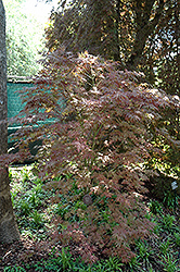 Mikazuki Japanese Maple (Acer palmatum 'Mikazuki') at Lurvey Garden Center