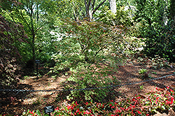 Grandma Ghost Japanese Maple (Acer palmatum 'Grandma Ghost') at Lurvey Garden Center