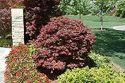 Rhode Island Red Japanese Maple (Acer palmatum 'Rhode Island Red') at Lurvey Garden Center
