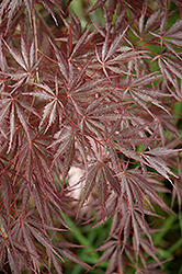 Sherwood Elfin Japanese Maple (Acer palmatum 'Sherwood Elfin') at Lurvey Garden Center
