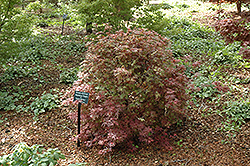 Kandy Kitchen Japanese Maple (Acer palmatum 'Kandy Kitchen') at Lurvey Garden Center