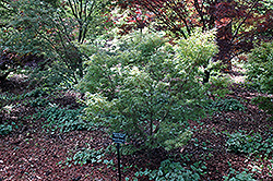 Wilson's Pink Dwarf Japanese Maple (Acer palmatum 'Wilson's Pink Dwarf') at Lurvey Garden Center