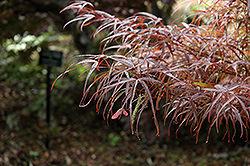 Hubb's Red Willow Japanese Maple (Acer palmatum 'Hubb's Red Willow') at Lurvey Garden Center