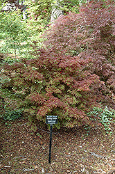 Brandt's Dwarf Japanese Maple (Acer palmatum 'Brandt's Dwarf') at Lurvey Garden Center