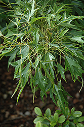 Mino Yatsubusa Trident Maple (Acer buergerianum 'Mino Yatsubusa') at Lurvey Garden Center