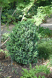 Julia Jane Boxwood (Buxus microphylla 'Julia Jane') at Lurvey Garden Center
