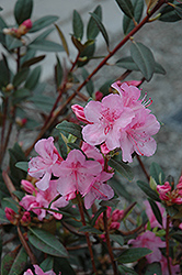 Aglo Rhododendron (Rhododendron 'Aglo') at Lurvey Garden Center