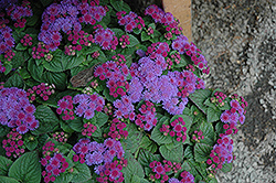 Artist Blue Violet Flossflower (Ageratum 'Artist Blue Violet') at Lurvey Garden Center
