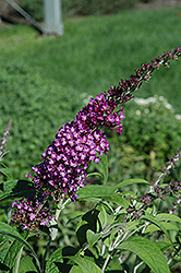 Buzz Pink Purple Butterfly Bush (Buddleia davidii 'Buzz Pink Purple') at Lurvey Garden Center