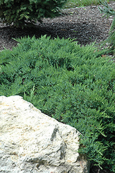 Broadmoor Juniper (Juniperus sabina 'Broadmoor') at Lurvey Garden Center