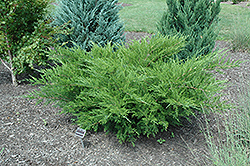 Sea Green Juniper (Juniperus chinensis 'Sea Green') at Lurvey Garden Center