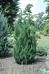 Blue Point Juniper (Juniperus chinensis 'Blue Point') at Lurvey Garden Center