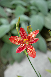 Dazzler Candy Lily (Pardancanda 'Dazzler') at Lurvey Garden Center