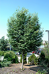 Lustre Allegheny Serviceberry (Amelanchier laevis 'Lustre Allegheny') at Lurvey Garden Center