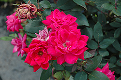 Knock Out Double Red Rose (Rosa 'Radtko') at Lurvey Garden Center