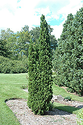 Degroot's Spire Arborvitae (Thuja occidentalis 'Degroot's Spire') at Lurvey Garden Center