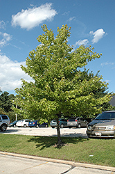 Morgan Maple (Acer rubrum 'Morgan') at Lurvey Garden Center