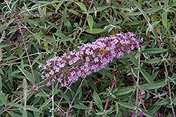Flutterby Flow Lavender Butterfly Bush (Buddleia davidii 'Podaras 12') at Lurvey Garden Center