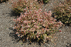 Sunshine Daydream Abelia (Abelia x grandiflora 'Abelops') at Lurvey Garden Center