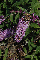 Flutterby Lavender Butterfly Bush (Buddleia davidii 'Podaras 11') at Lurvey Garden Center