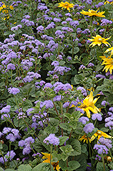 Blue Horizon Flossflower (Ageratum 'Blue Horizon') at Lurvey Garden Center