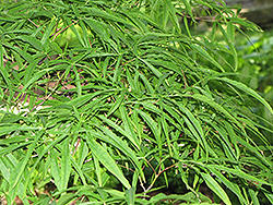 Linearilobum Japanese Maple (Acer palmatum 'Linearilobum') at Lurvey Garden Center