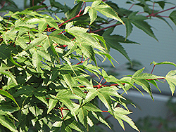 Kiyohime Japanese Maple (Acer palmatum 'Kiyohime') at Lurvey Garden Center