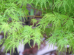 Kiri Nishiki Japanese Maple (Acer palmatum 'Kiri Nishiki') at Lurvey Garden Center